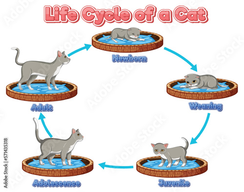 Science life cycle of cat