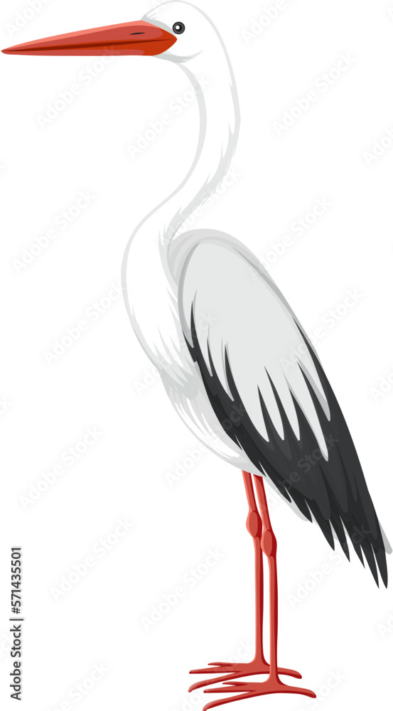 Stork bird isolated on white background