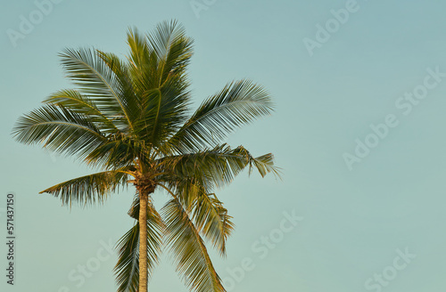 coconut tree on sky background