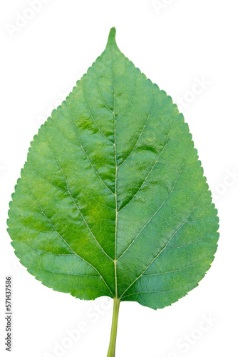 Fresh green leaves of the mulberry tree. for isolated on white background and transparent.