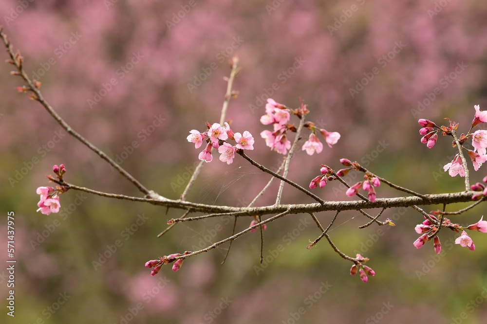 Phaya suae flower or sakura flower in Thailand Phaya suae flower or sakura flower in Thailand