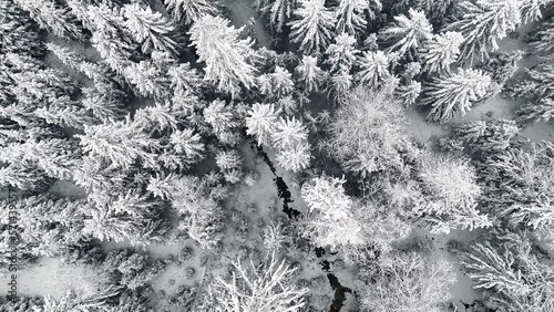Aerial view with lateral movement over the tops of snowy pines in a winter landscape photo