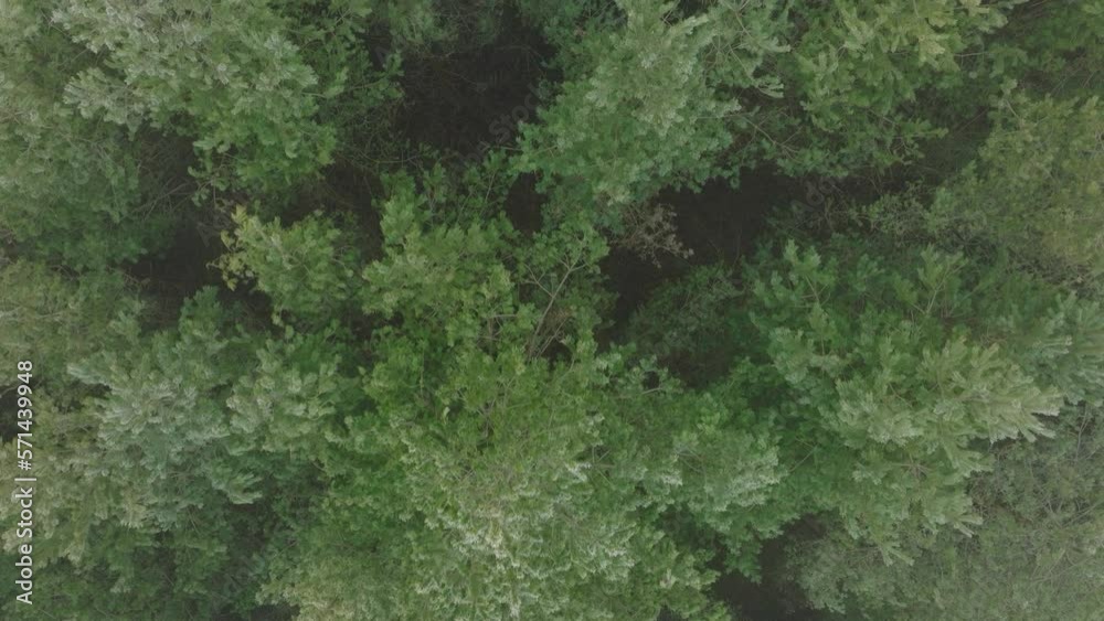 Idyllic aerial birdseye view of misty dark pine tree forest on foggy day, Nordic woodland with thick mist, Baltic sea coast, flying over the treetops, drone shot moving forward Idyllic aerial birdseye view of misty dark pine tree forest on foggy day, Nordic woodland with thick mist, Baltic sea coast, flying over the treetops, drone shot moving forward