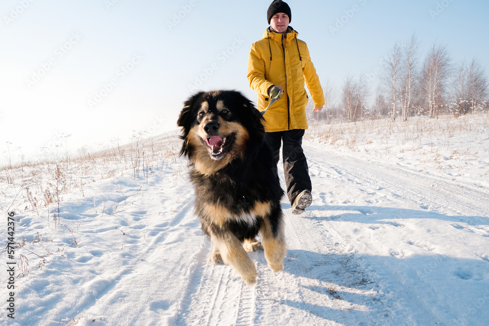Male in yellow coat walking with his big black dog on winter background. Family winter activity with pet on sunny day outdoor. Mongolian dog breed.
