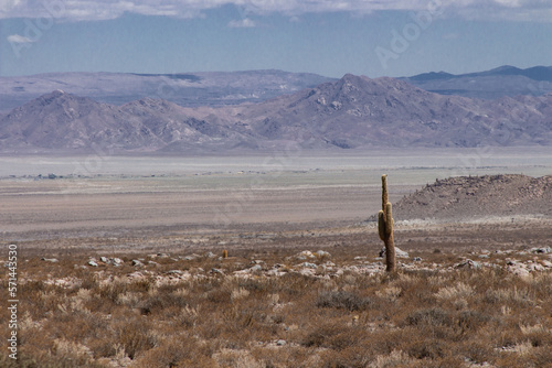 columnar cactus forest in the desert in the Loa foothills