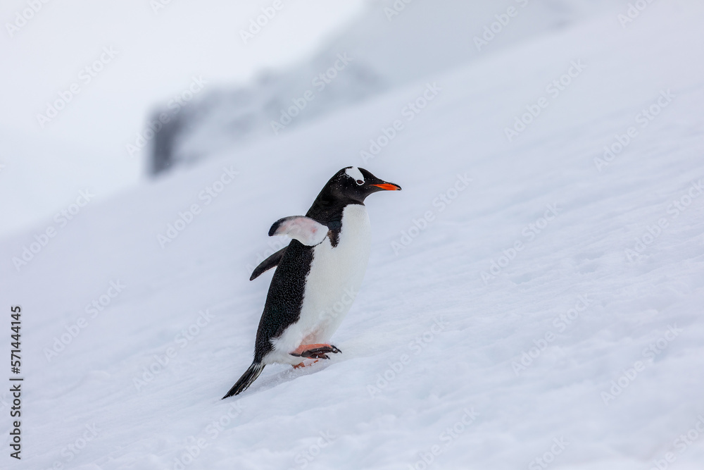 Fototapeta premium Gentoo penguins in Antarctica climbing a steep snow-covered ridge