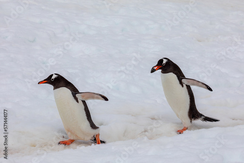 Gentoo penguins in Antarctica carrying a stone to their nest site