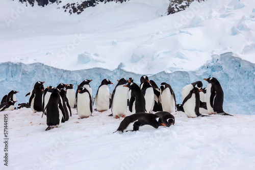 Gentoo penguin colony in Antarctica on the beach near water resting and walking