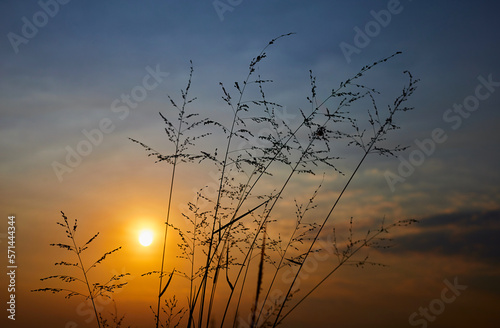 Grass with sky in the sunset