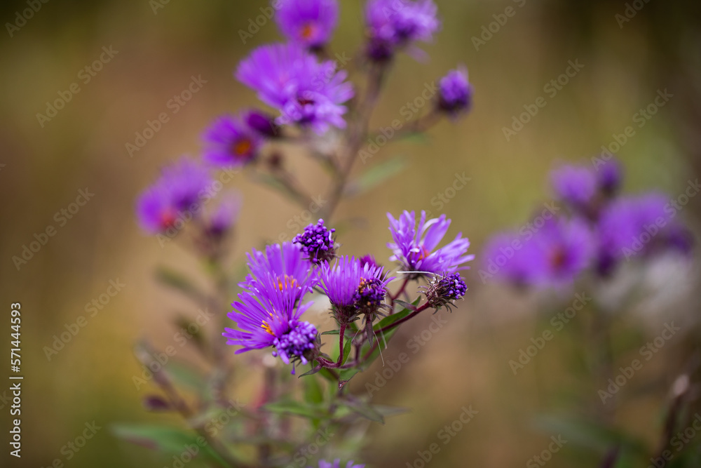 Purple Iron Weed Wildflower growing in beautiful Utica, New York Purple Iron Weed Wildflower growing in beautiful Utica, New York