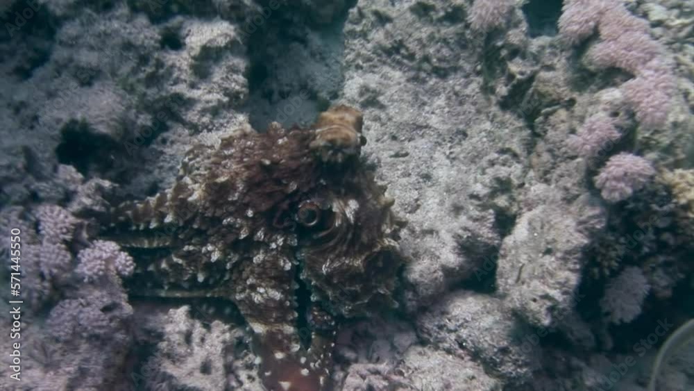 Octopus in underwater ocean on coral reef in Red Sea. Octopus has