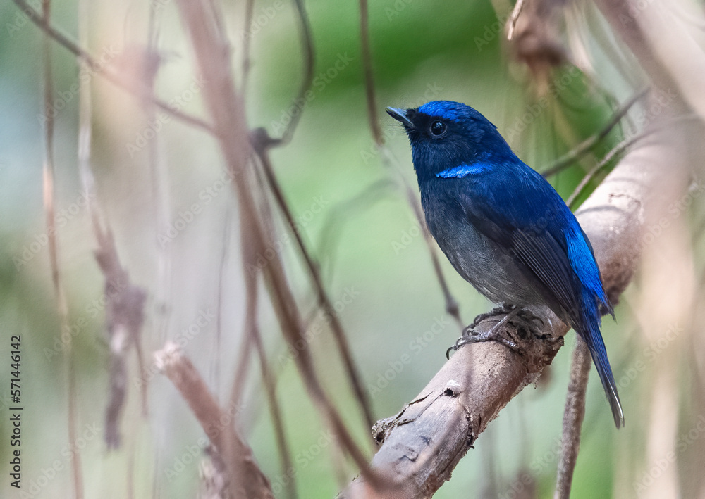 Small Niltava - the beautiful blue bird