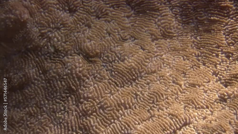 Flat like carpet coral on coral reef of Red Sea. One of unique features
