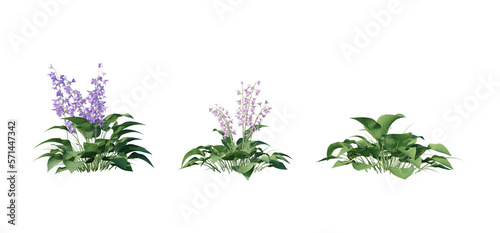 Beautiful garden plant