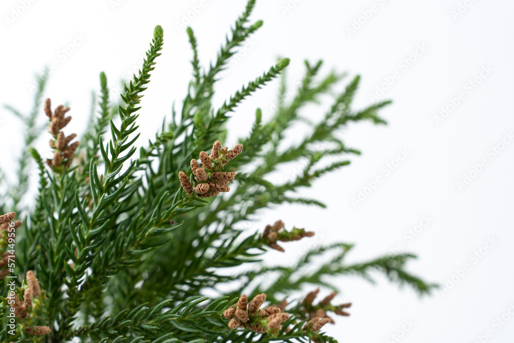 花粉・杉・花粉症 花粉・杉・花粉症