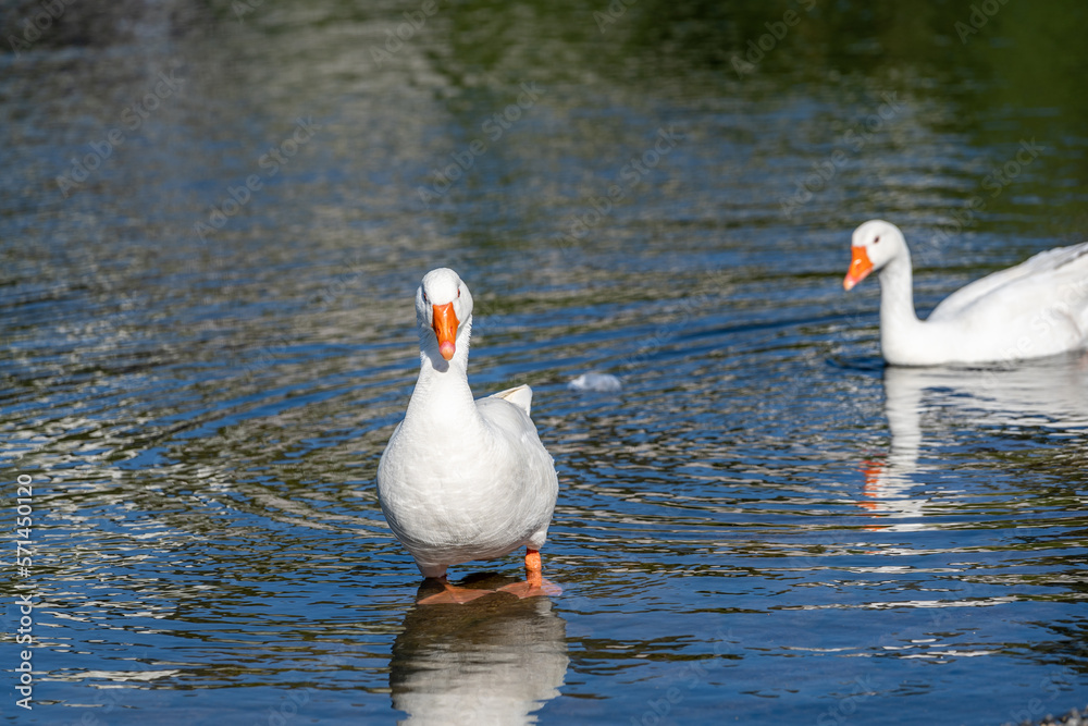 Fototapeta premium Beautiful geese swim in the pond in the park.