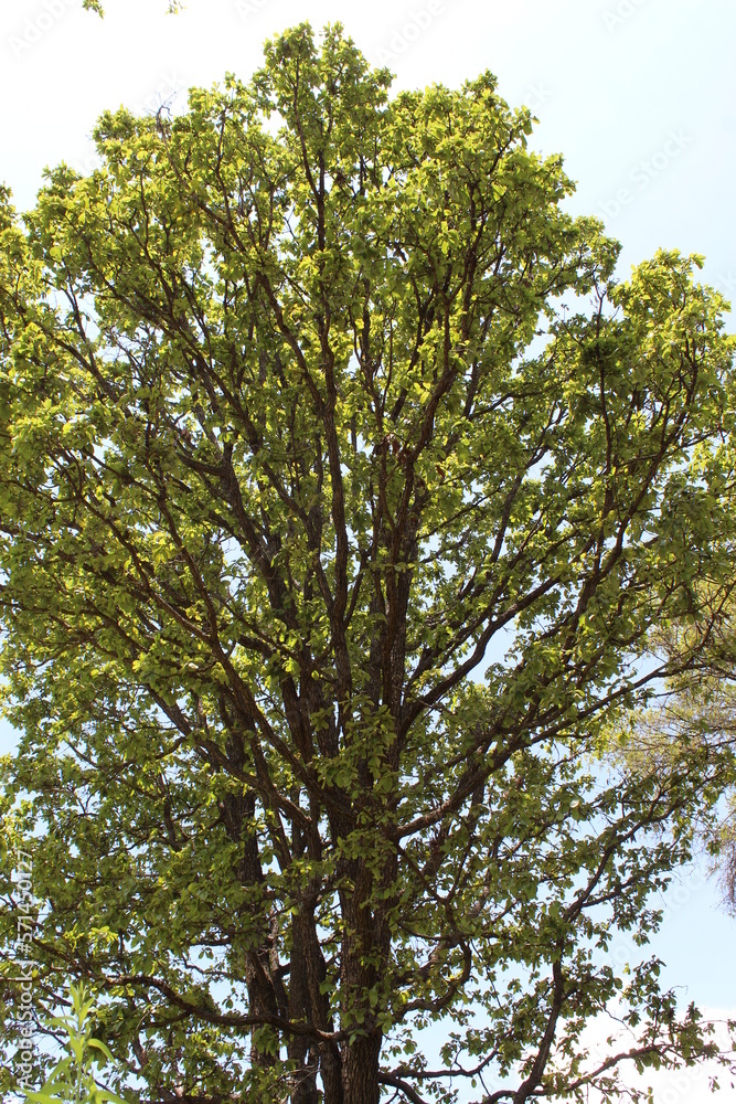 Fototapeta premium Treetops in summer autumn