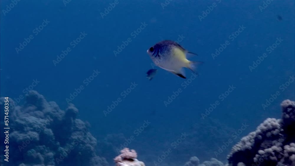 Damselfish Chromis fish Pomacentridae on a coral reef in underwater Red Sea. Chromis fish damselfish are known for their shimmering, iridescent scales that give them vibrant appearance. Damselfish Chromis fish Pomacentridae on a coral reef in underwater Red Sea. Chromis fish damselfish are known for their shimmering, iridescent scales that give them vibrant appearance.
