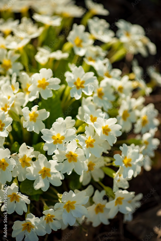 white primrose in the garden white primrose in the garden