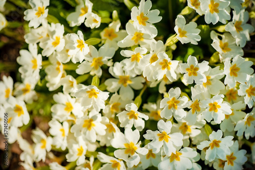 white primrose in the garden