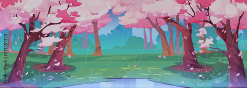 Japanese cherry rainy garden with sakura blossom. Spring landscape of park with green grass glade with puddle, chinese cherry trees with falling pink flower petals, vector cartoon illustration
