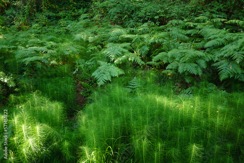 green landscape of a river bank with ferns
