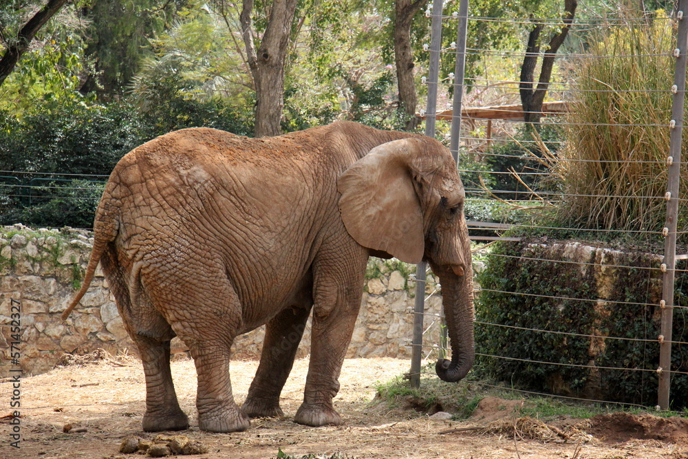 Fototapeta premium An African elephant lives in a zoo in Israel.