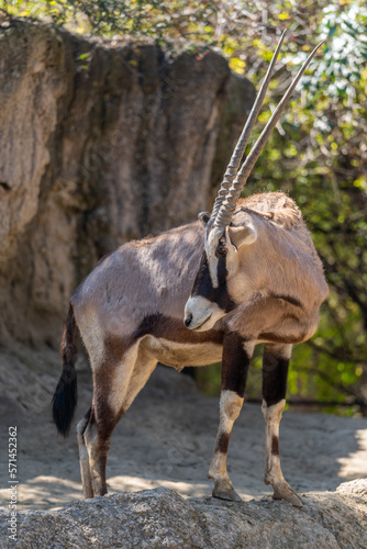 Gemsbok Oryx gazella in a beautiful zoo in the center of the Mexican capital  Mexico City.