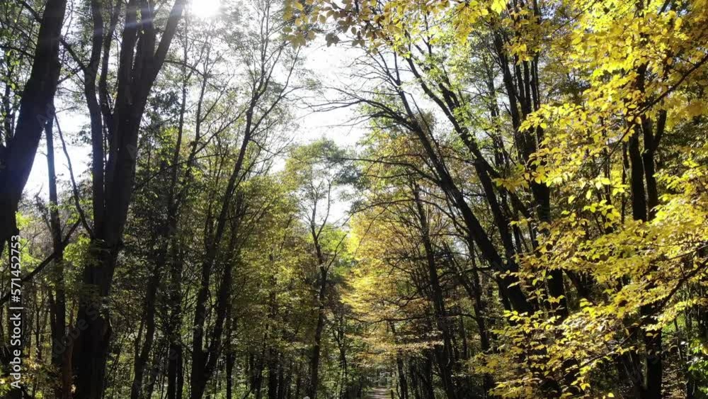 Autumn forest. Crowns of trees over the alley. Autumn forest. Crowns of trees over the alley.