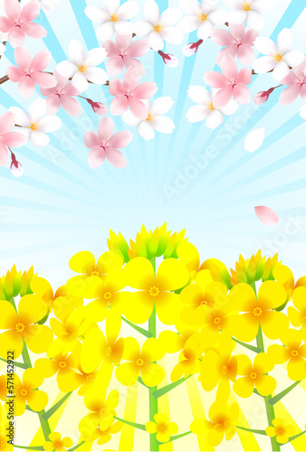 桜　菜の花　春　背景