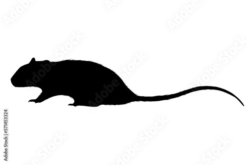 silhouette of a rat