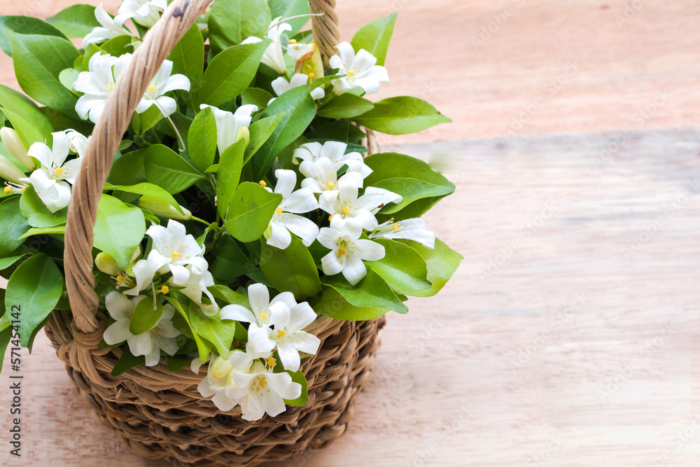 white flowers jasmine in basket arrangement flat lay postcard style on background wooden