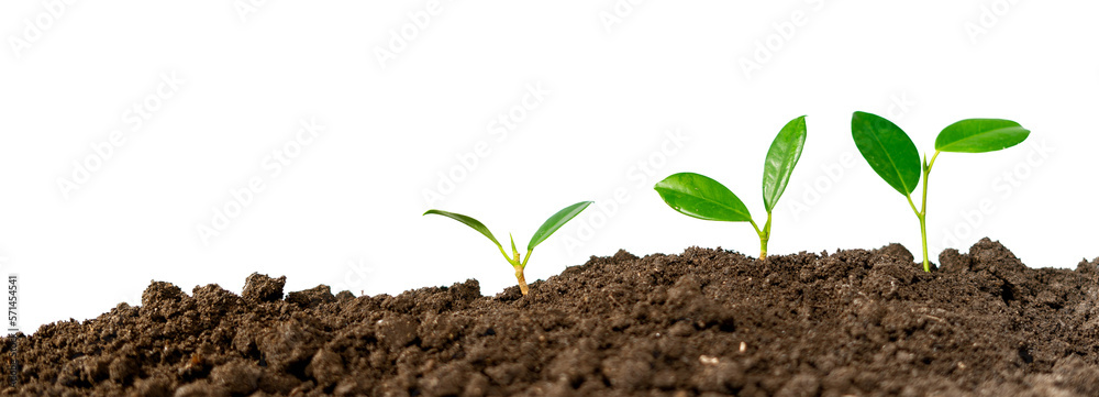 Foto grow plant process isolated