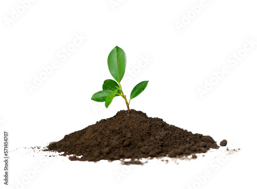 small plant in humus soil