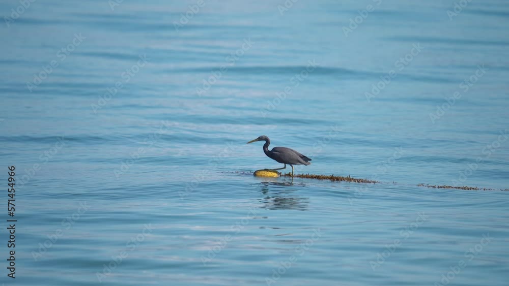 Dark Plumage Pacific Reef Heron With On Buoy Floating In The Sea then Fly Away - static Dark Plumage Pacific Reef Heron With On Buoy Floating In The Sea then Fly Away - static