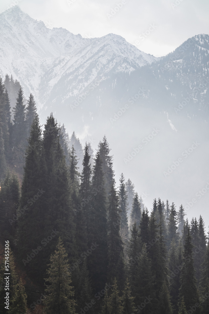 Coniferous forest on a hill in the morning haze against the backdrop of majestic snow-capped mountains in Almaty mountains. Nature of Kazakhstan.