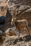 Tahr in a beautiful zoo in the center of the Mexican capital, Mexico City.