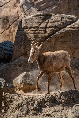 Tahr in a beautiful zoo in the center of the Mexican capital  Mexico City.