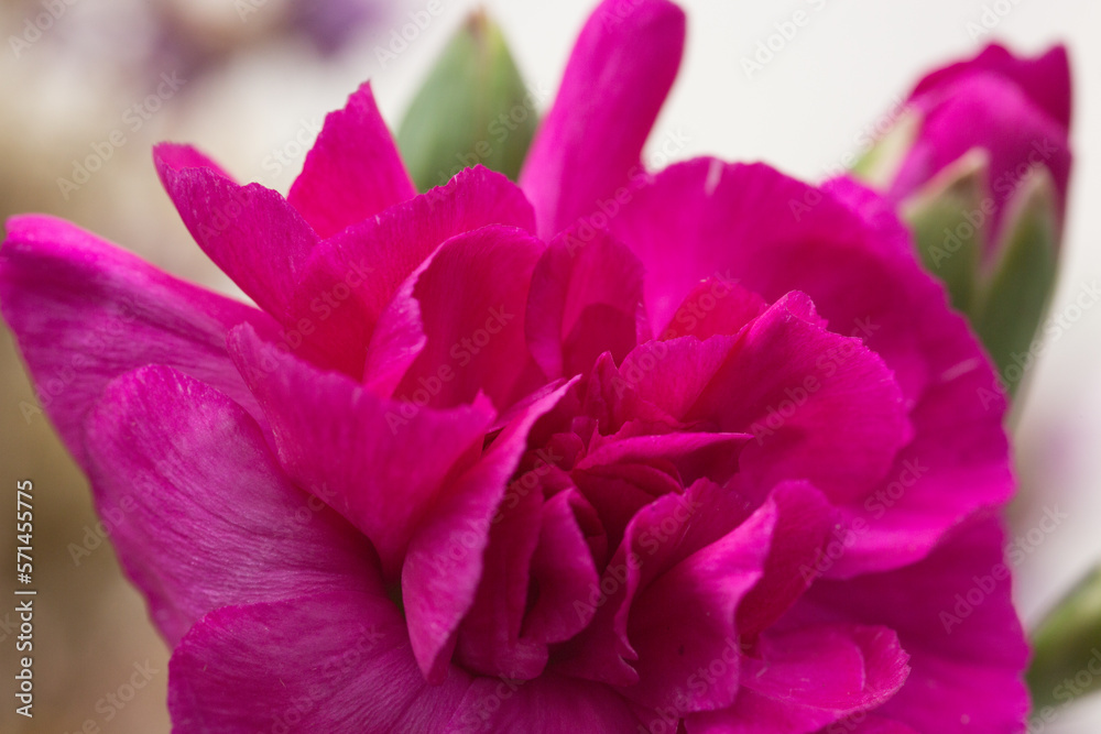 Dry flowers interior decoration art macro photography