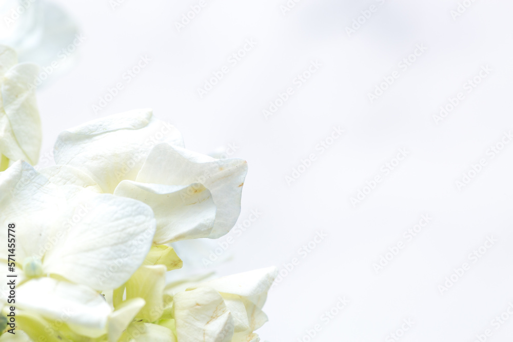 Obraz premium Dry flowers interior decoration art macro photography