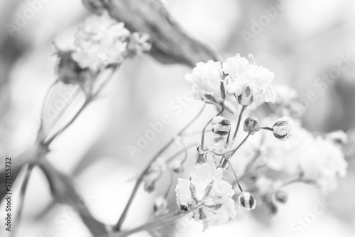 Dry flowers interior decoration art macro photography photo