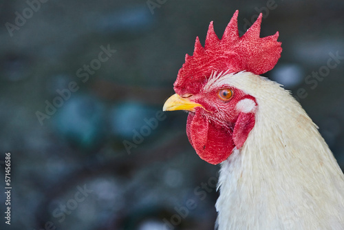 Сlose-up white  cock or Gallus gallus domesticus in a pen in the room