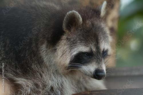 Close-up of a raccoon lying in a tree during the day.