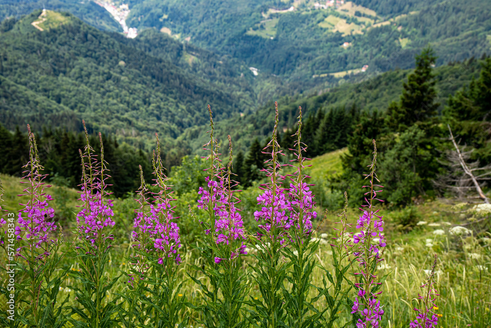 Obraz premium Chamaenerion angustifolium growing in mountains 