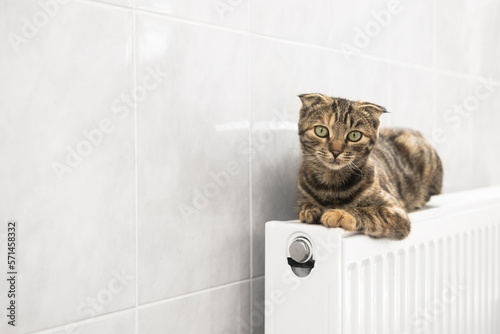 Domestic cat is heated on the heating radiator indoors, cold weather.