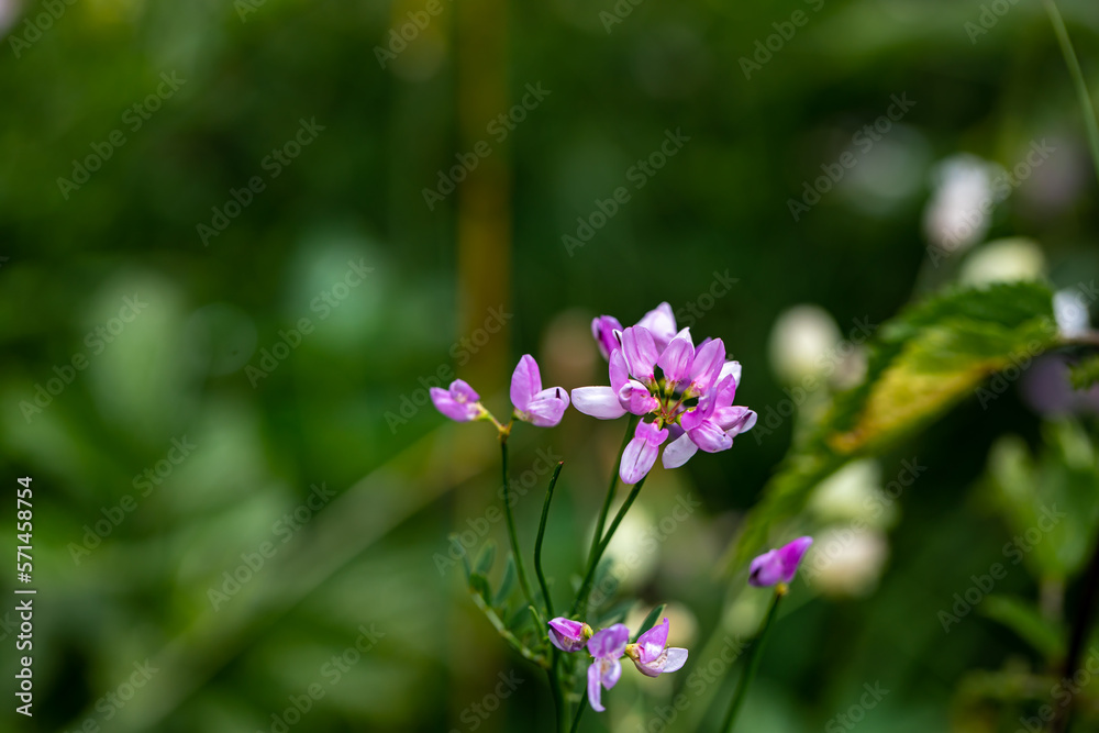 Securigera varia flower growing in forest, close up Securigera varia flower growing in forest, close up