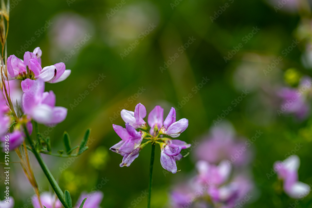 Securigera varia flower growing in forest, close up	