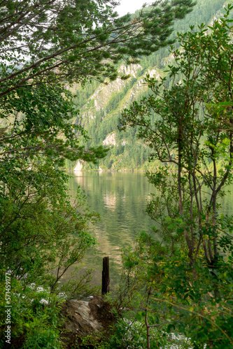 Summer landscape.  Trees on the bank of a forest river.