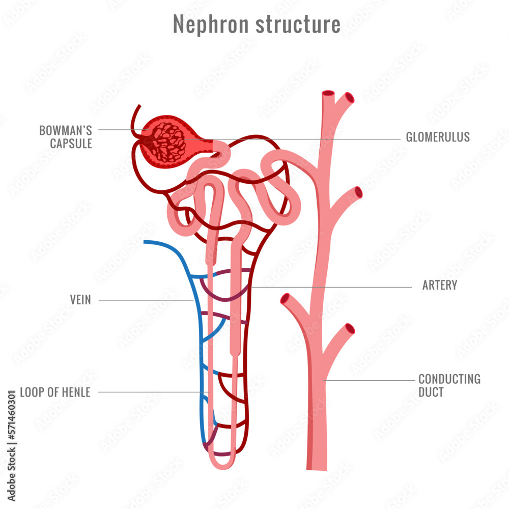 Structure Of Nephron