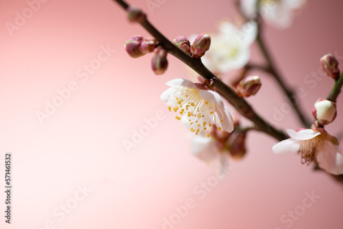 梅の花 photo